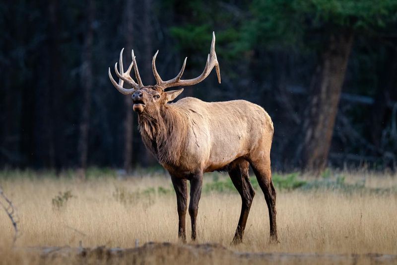 Elk Rutting Season