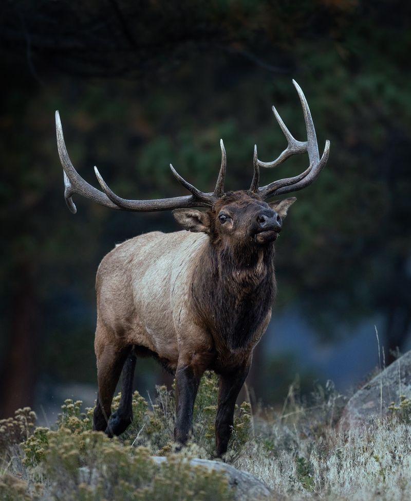 Elk