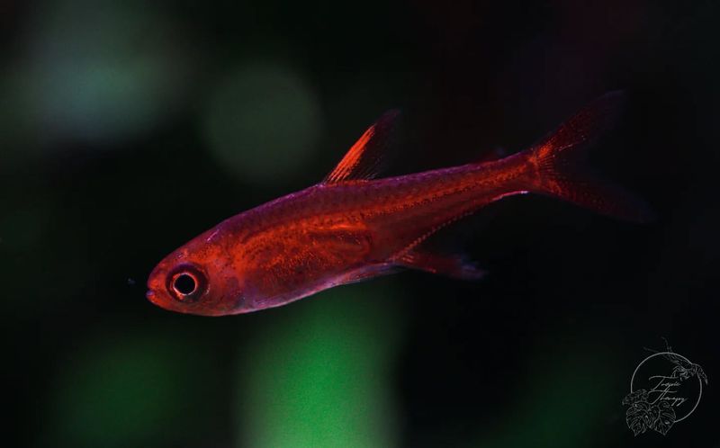 Ember Tetras