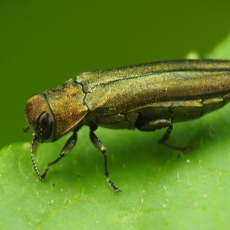 Emerald Ash Borer