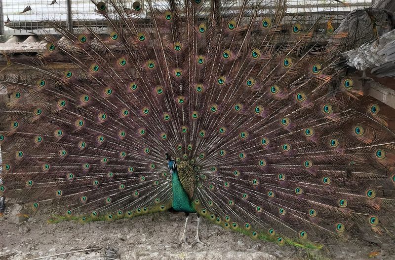 Emerald Spalding Peafowl