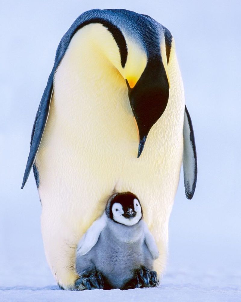 Emperor Penguin