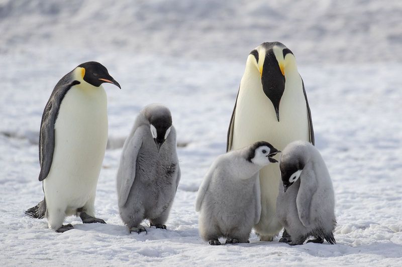 Emperor Penguin