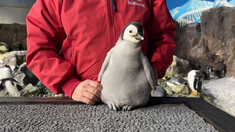 Emperor Penguin