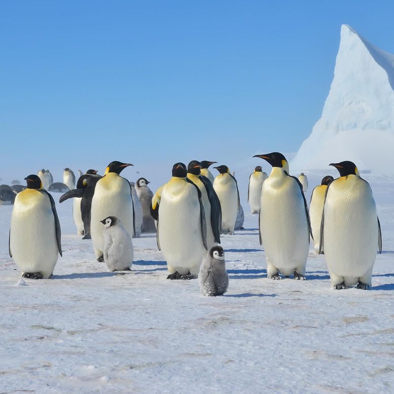 Emperor Penguin