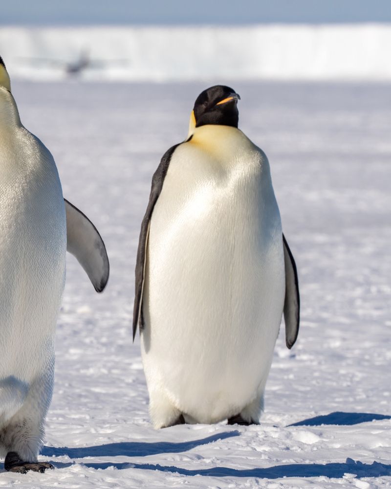 Emperor Penguin