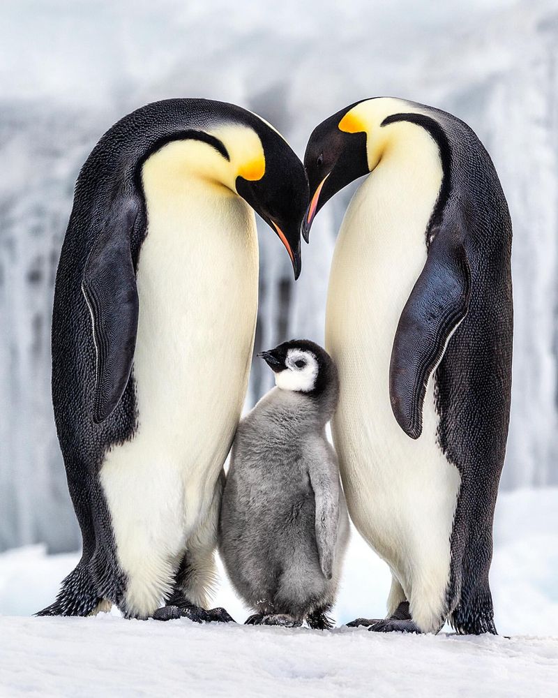 Emperor Penguin