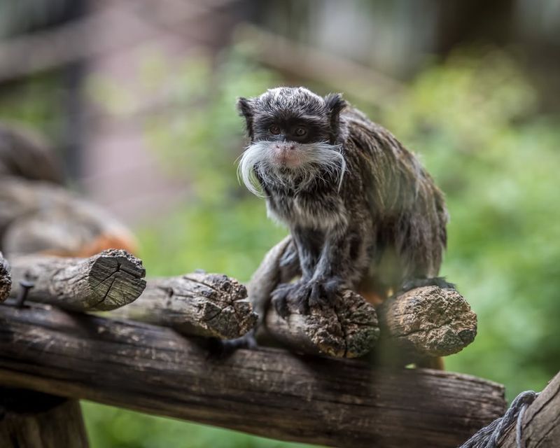 Emperor Tamarin