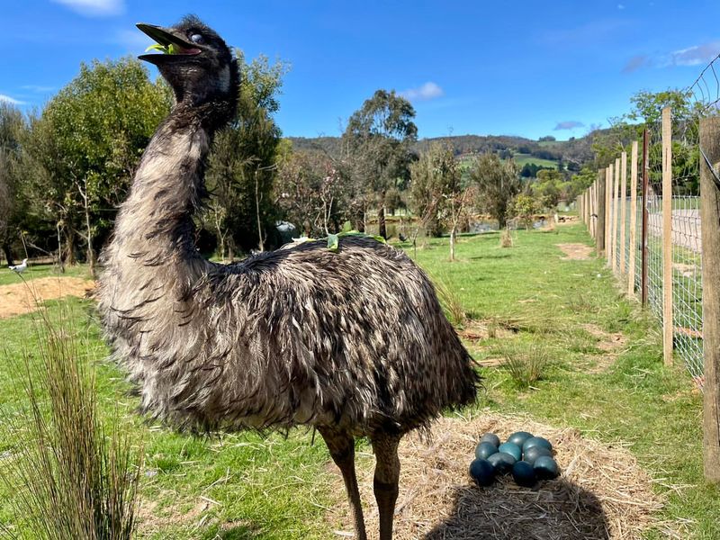 Emu