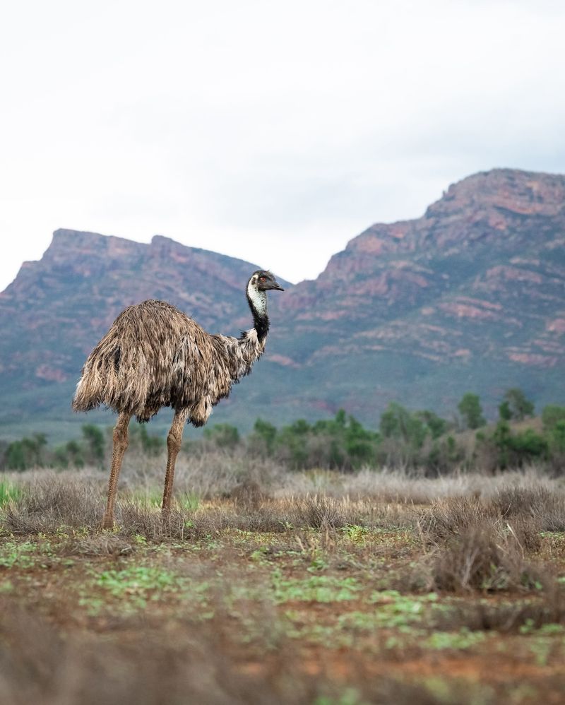 Emu