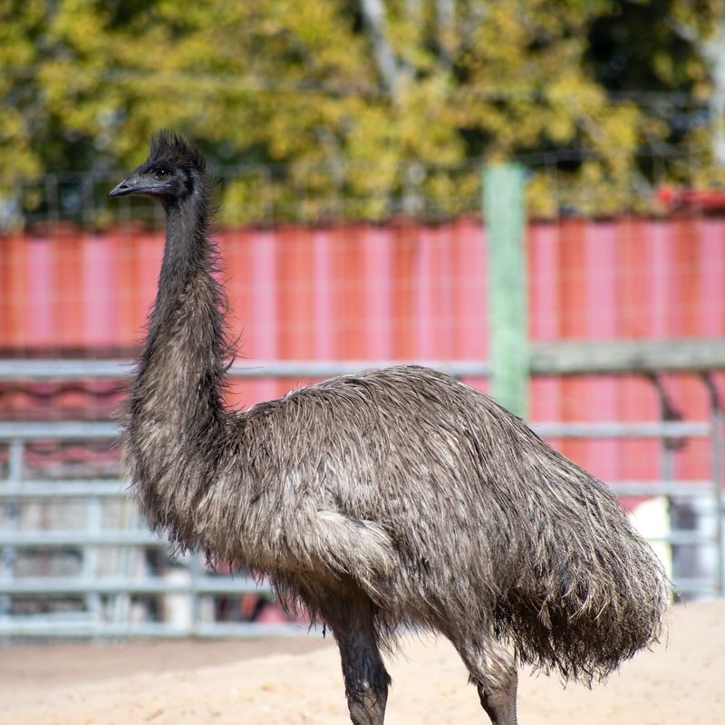 Emu