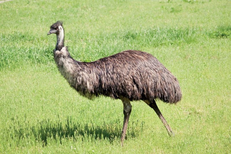 Emus