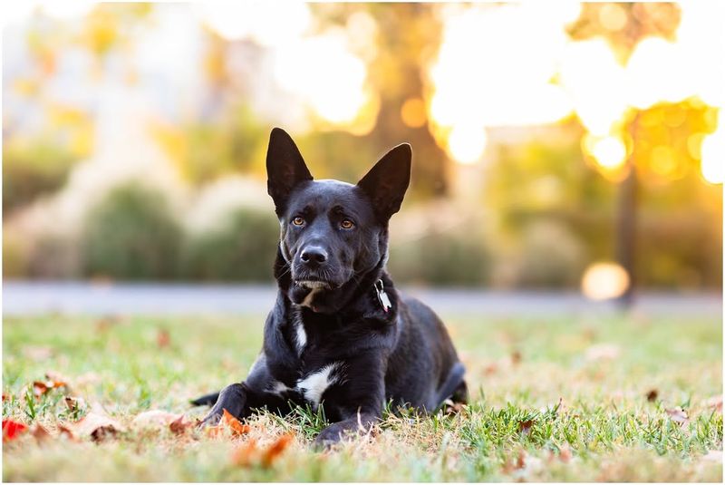 Engage in Pet Therapy