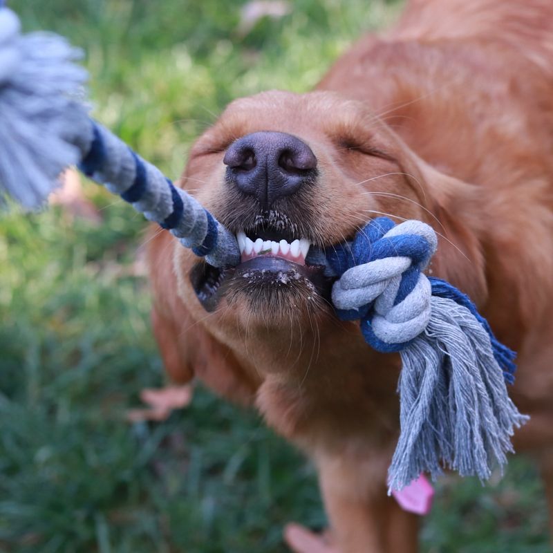 Engaging Tug-of-War