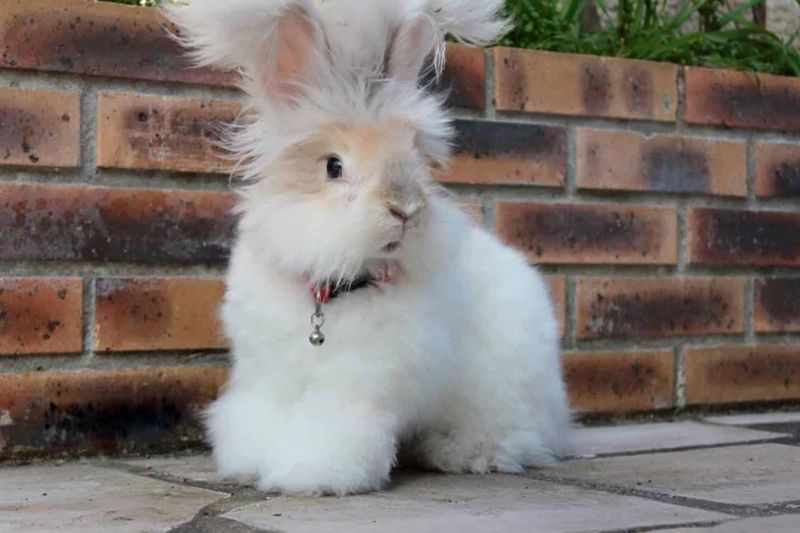 English Angora