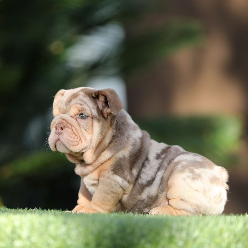 English Bulldog