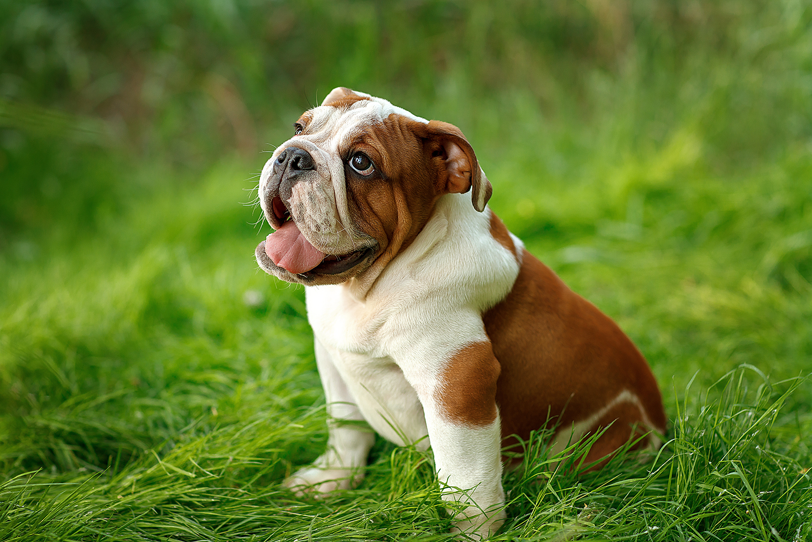 english bulldog