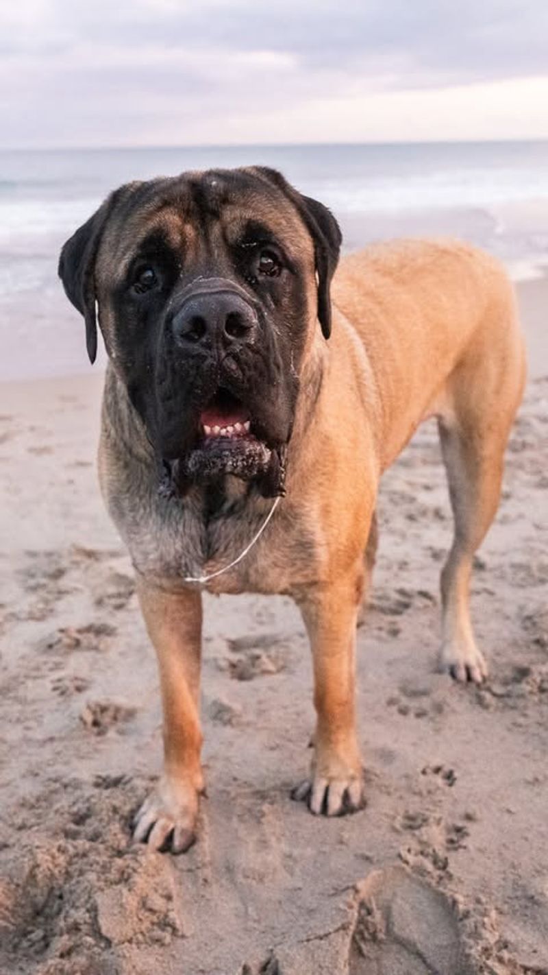 English Mastiff