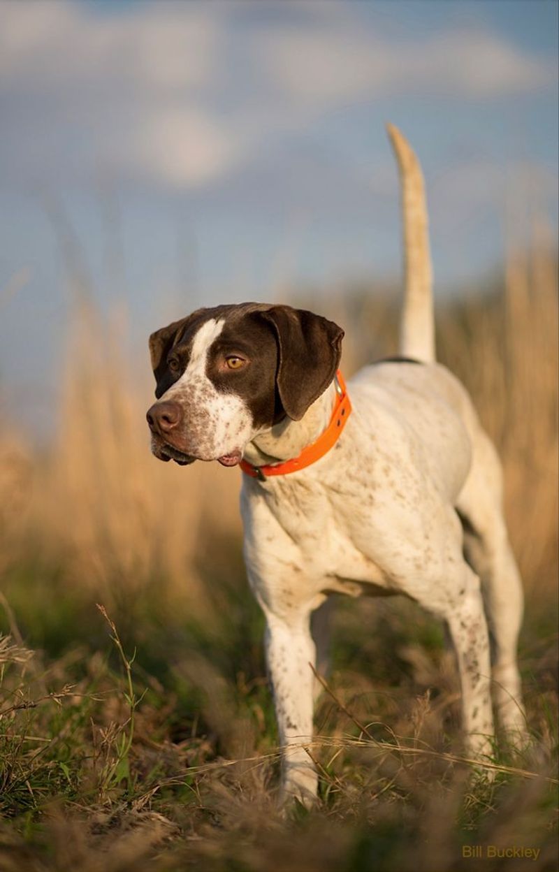 English Pointer