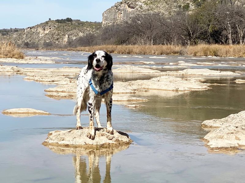 English Setter