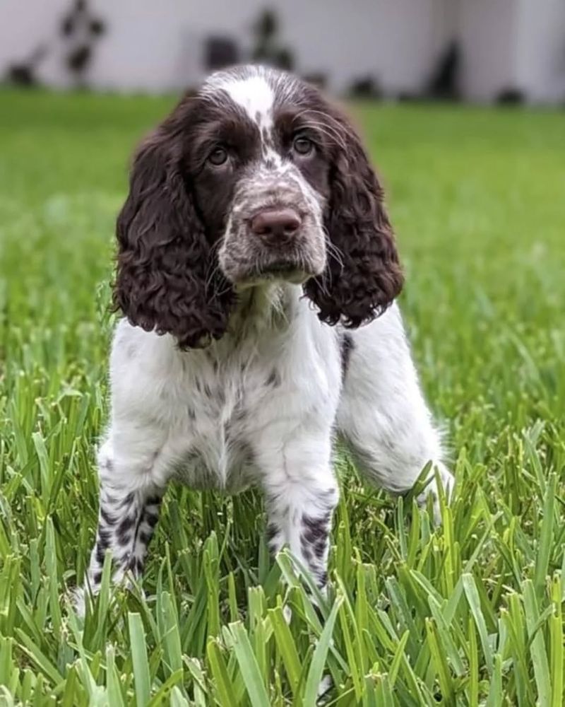 English Springer Spaniel