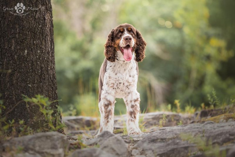 English Springer Spaniel