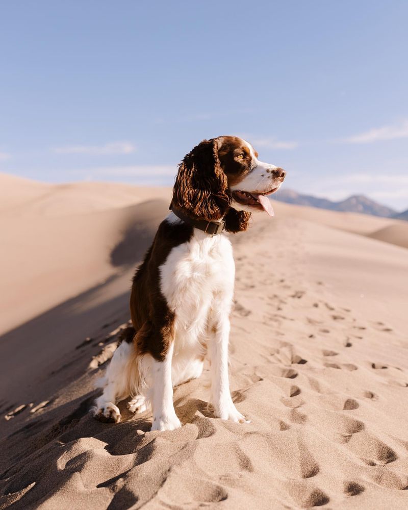 English Springer Spaniel