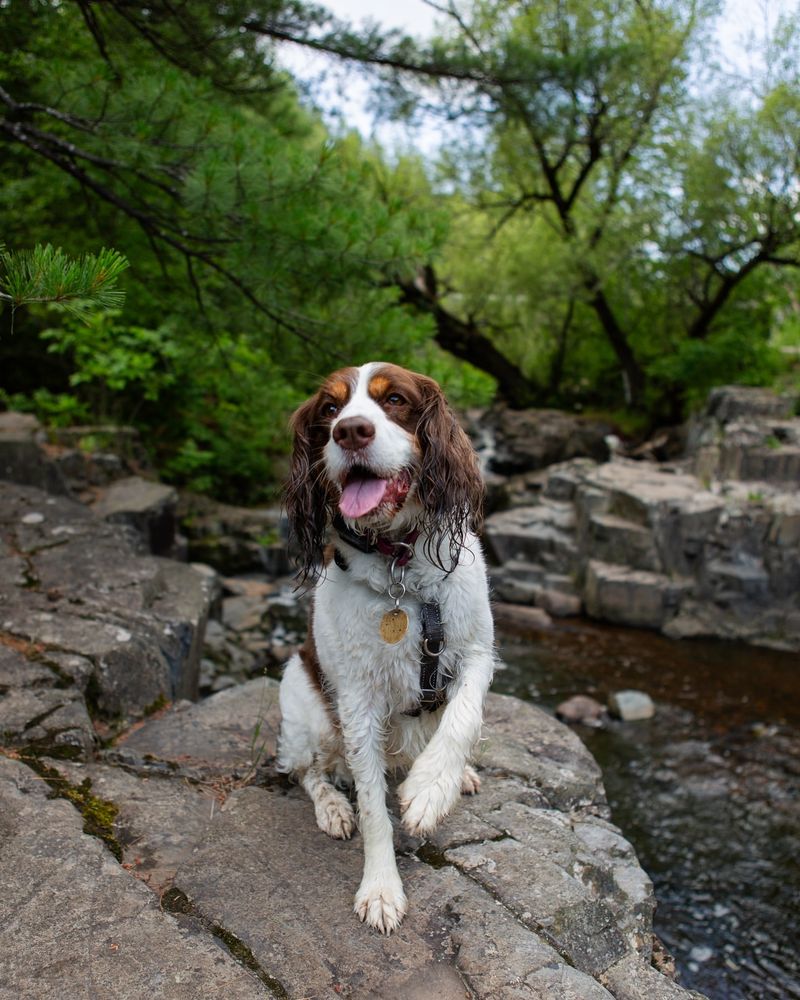 English Springer Spaniel