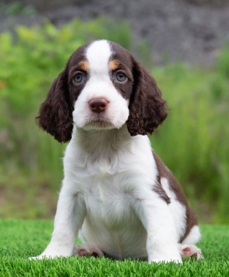 English Springer Spaniel