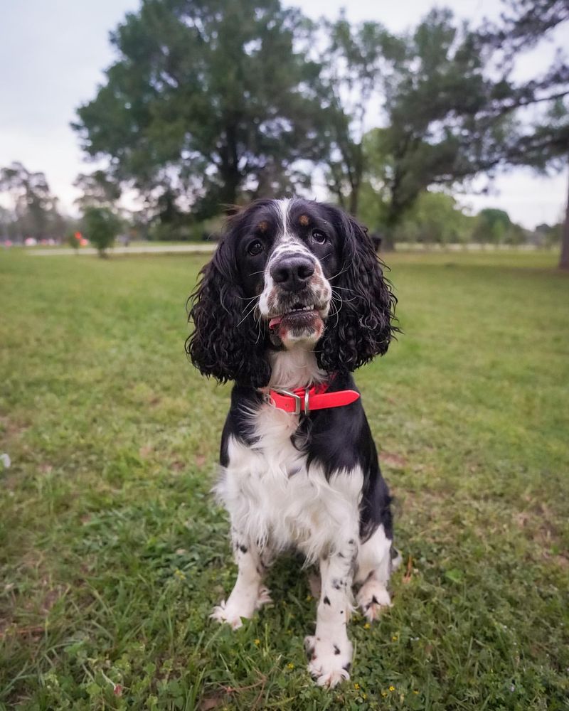 English Springer Spaniel