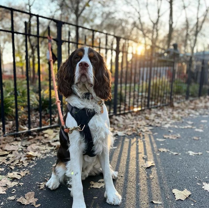 English Springer Spaniel