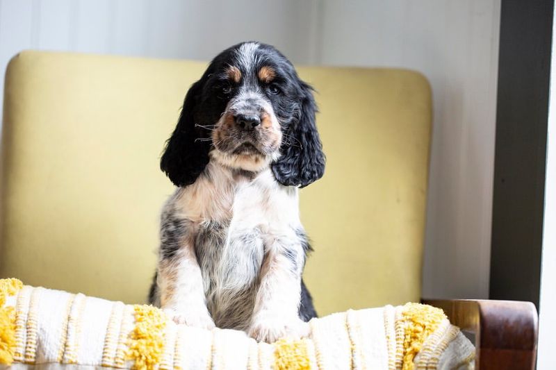 English Springer Spaniel