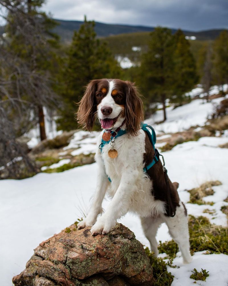 English Springer Spaniel