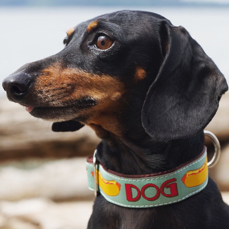 Engrave Your Phone Number on Your Dog's Collar