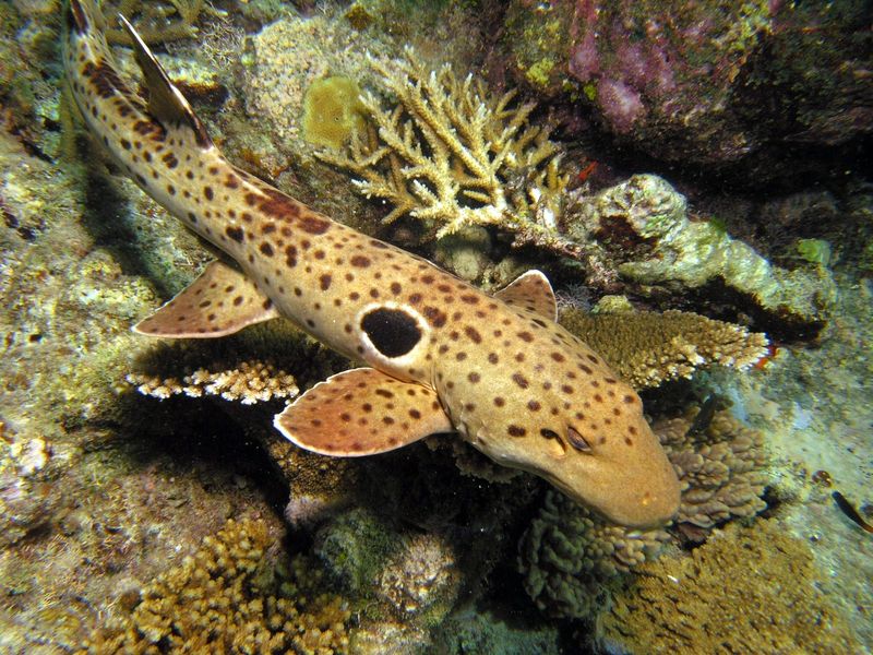 Epaulette Shark