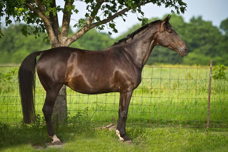 Equine Anatomy