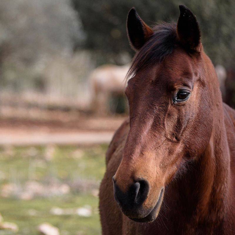 Equine Intelligence