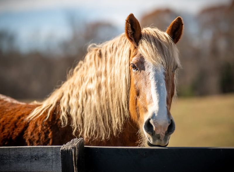 Equine Senses