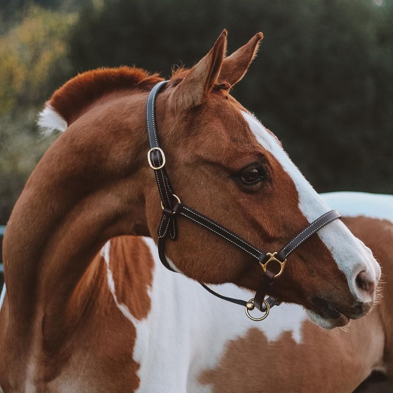 Equine Therapy