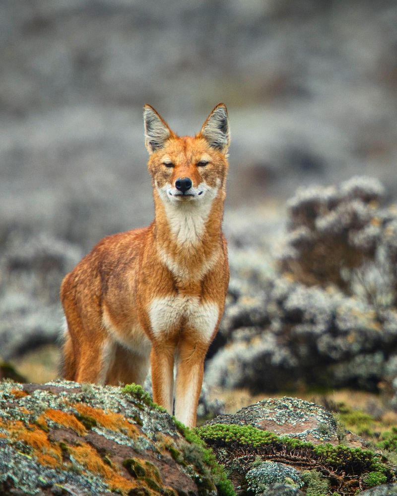 Ethiopian Wolf