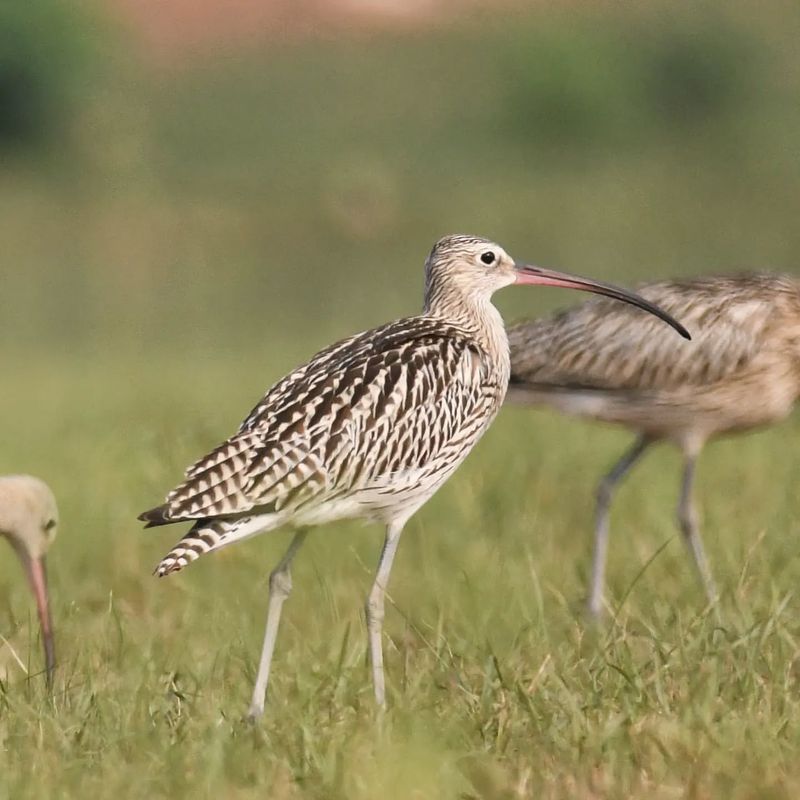 Eurasian Curlew