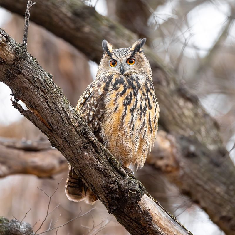 Eurasian Eagle-Owl