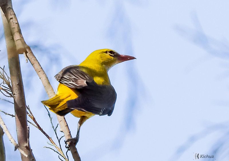 Eurasian Golden Oriole