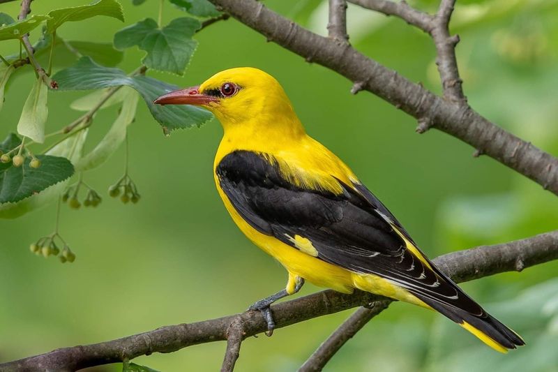 Eurasian Golden Oriole