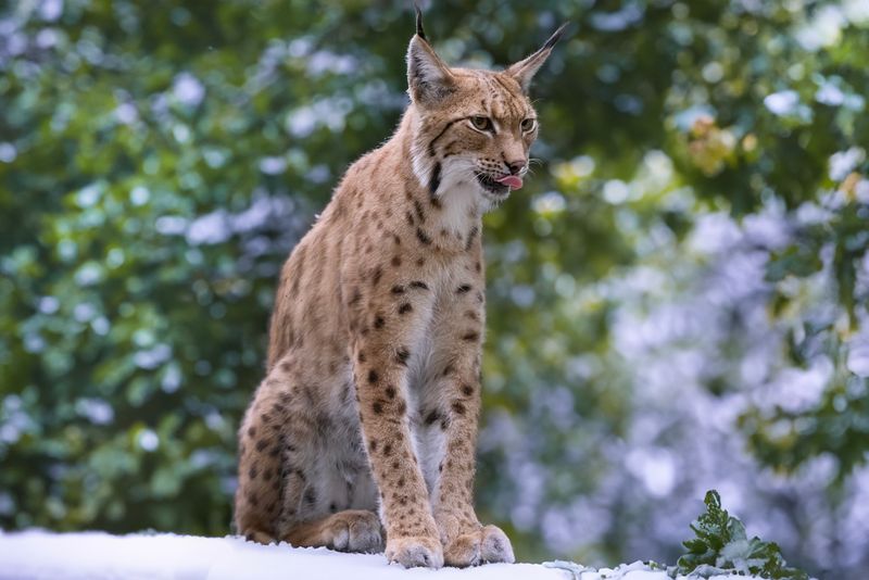 Eurasian Lynx