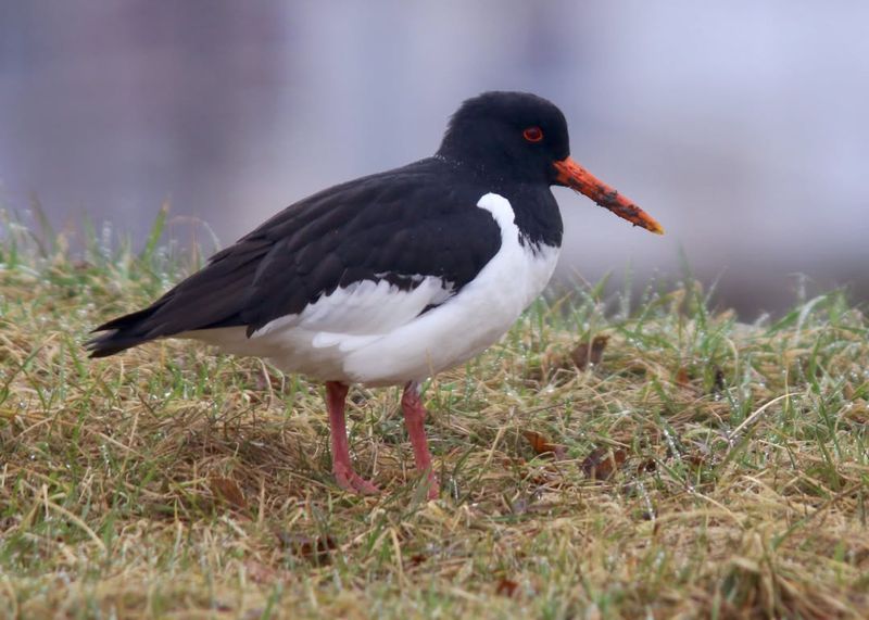 Eurasian Oystercatcher