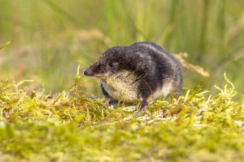 Eurasian Water Shrew