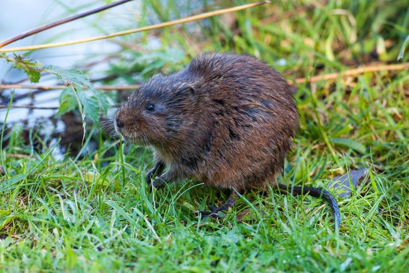 Eurasian Water Vole