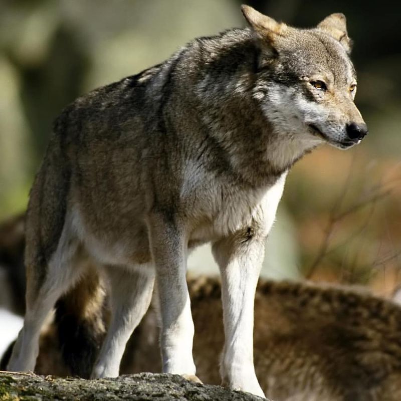 Eurasian Wolf