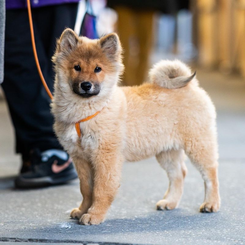 Eurasier